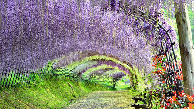 Kawachi Fuji Garden (Fukuoka)