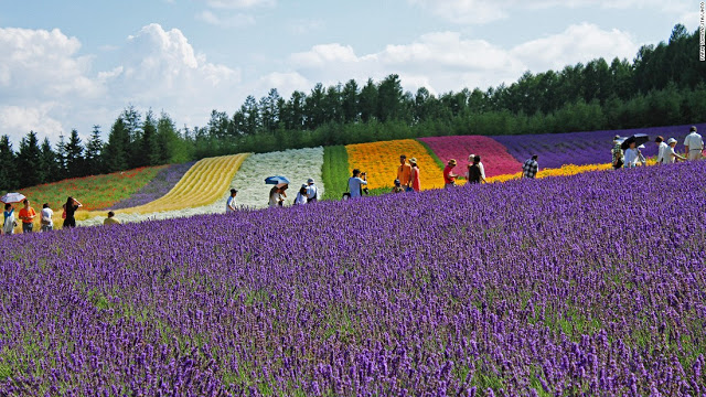 Trang trại Lavender