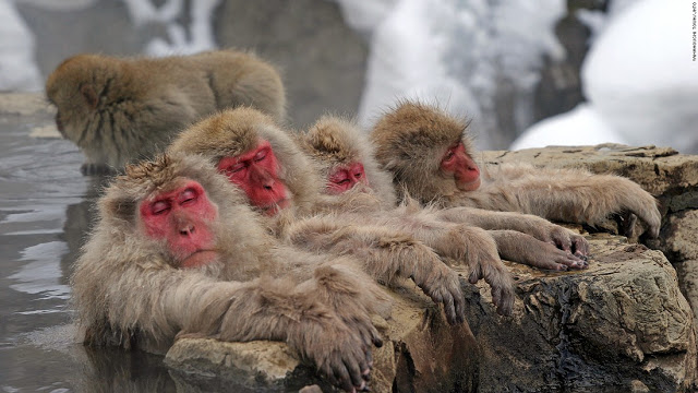 Công viên khỉ Jigokudani
