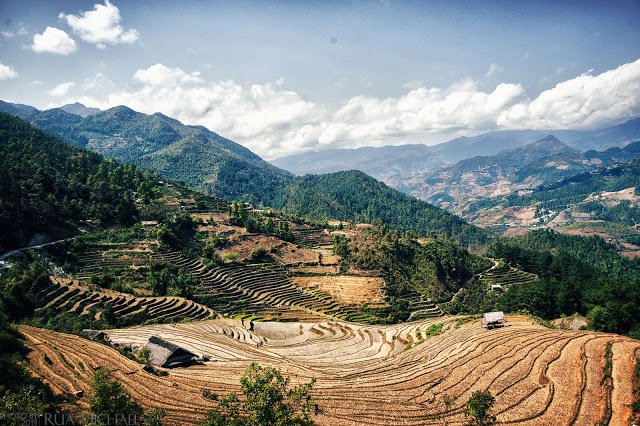 Các cánh đồng Dế Xu Phình