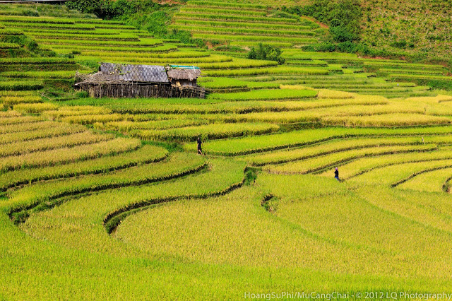 Các cánh đồng Mù Cang Chải