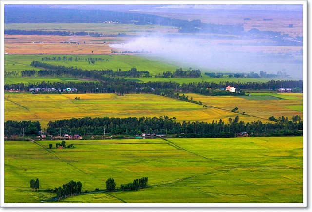 Đồi mồi Châu Đốc