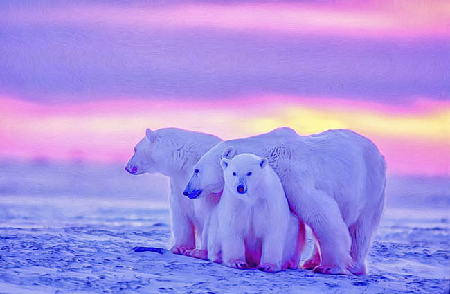 Churchill, Manitoba - địa điểm thăm thú gấu Bắc cực ở Canada