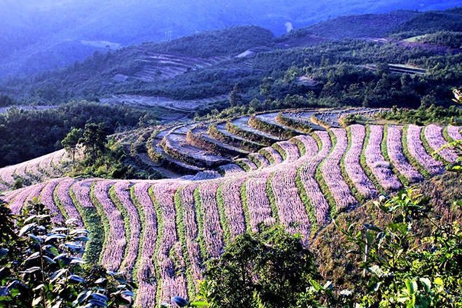 Vào tháng 10 hàng năm, nơi đầu tiên của Việt Nam đầy nắng.  Thời tiết tươi đẹp và thoải mái, những ngọn núi đá tai mèo đen được sáng lên bằng màu sắc của hoa kiều.