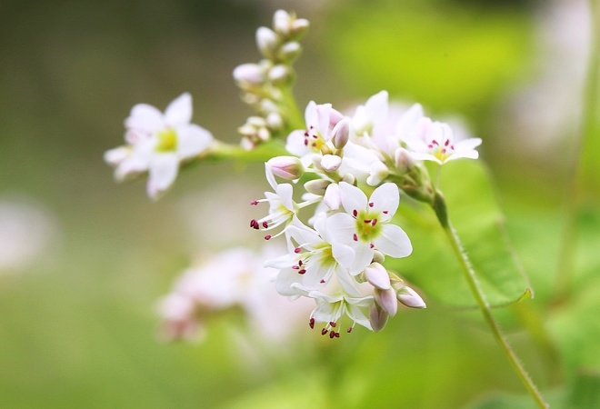 Giữa những ngọn núi tráng lệ và vĩ đại, những con sương mù bao phủ, thời tiết khô và những con đường uốn khúc trong thung lũng xuất hiện những bông hoa kiều hoa tuyệt vời.  Mùa thu ở biên giới của đất nước được tô màu trắng và tím của hoa kiều mạch.