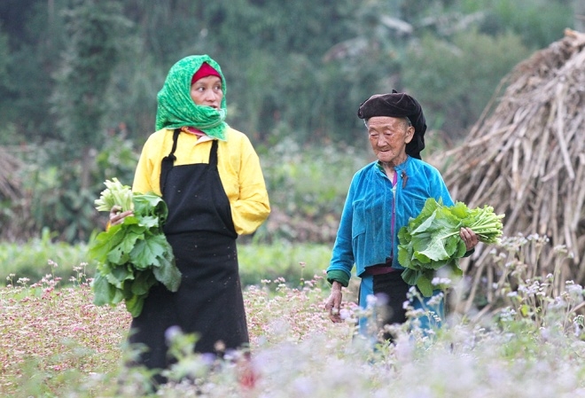 Trong năm, lễ hội kiều mạch có sự tham gia của bốn huyện vùng cao trên cao nguyên (Quan Ba, Yên Minh, Đồng Văn, Mèo Vạc).