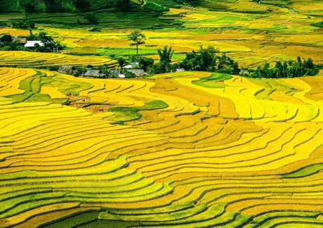 Tháng 9 mùa lúa chín: Vừa mải ngắm vừa có ảnh nghìn like - Ảnh 1 Thang 9 mua lua chin: Vua mai ngam vua co anh nghin like - Anh 1