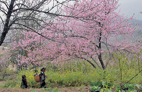 vườn hoa Hàm Rồng