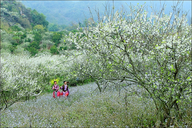 Image result for sapa mà u xuân